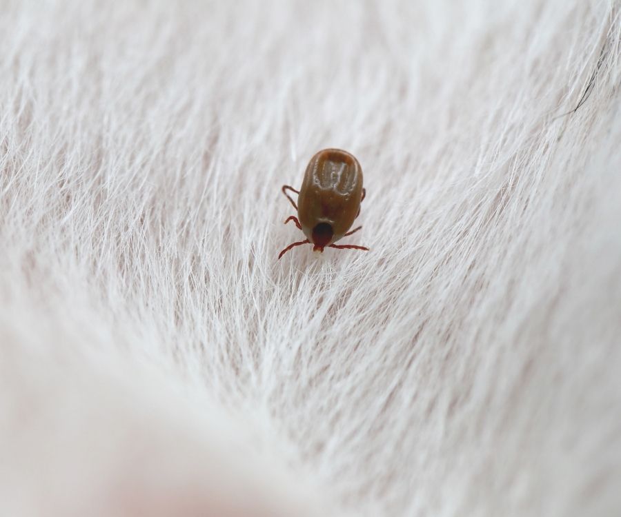 flea control