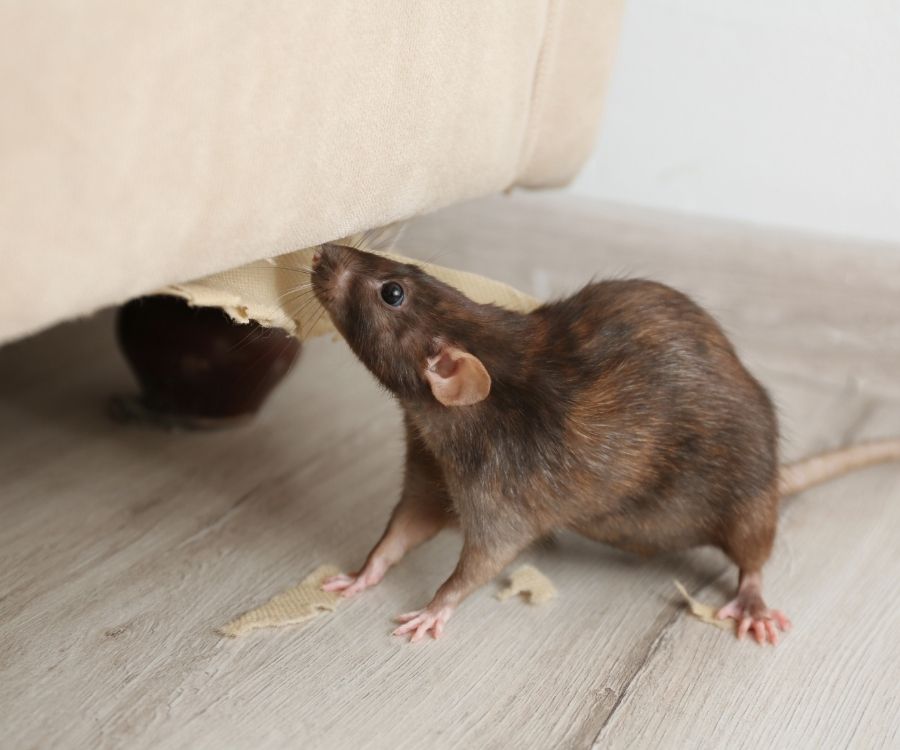 rodent control