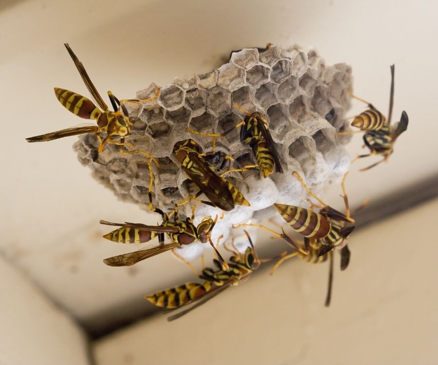 wasp removal