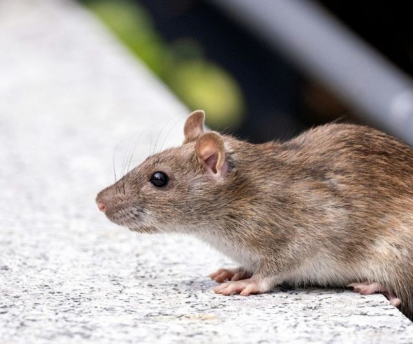 rats removal